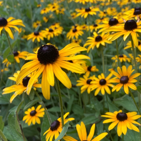 Meet your Posher, Corynne - Picture 6 of 6